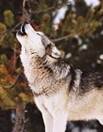 Wolf heult