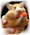 Hamster