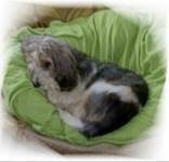 Schnauzer