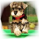 Schnauzer