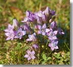 12 Gentian