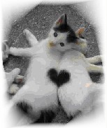 Katzen mit Herz