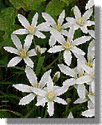 29 Star of Bethlehem