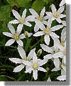 35 White Chestnut