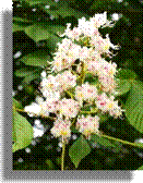 9 Clematis