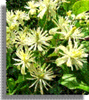 9 Clematis