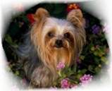 yorkie