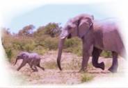 Elefant mit Kind, schnell
