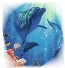 delfin unter Wasser