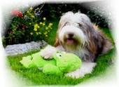 2127 Monty mit Frosch
