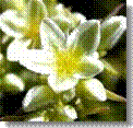 28 Scleranthus