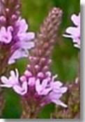 31 Vervain