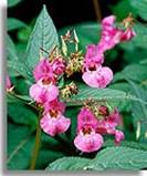 18 Impatiens