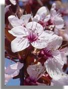 6 Cherry Plum-2