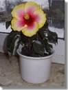 Hibiskus