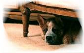 Hund Hhle 2