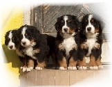 berner Sennenwelpen