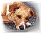 Hund vertrumt