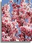 6 Cherry Plum-3a
