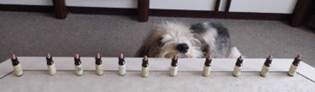 filou am Tisch